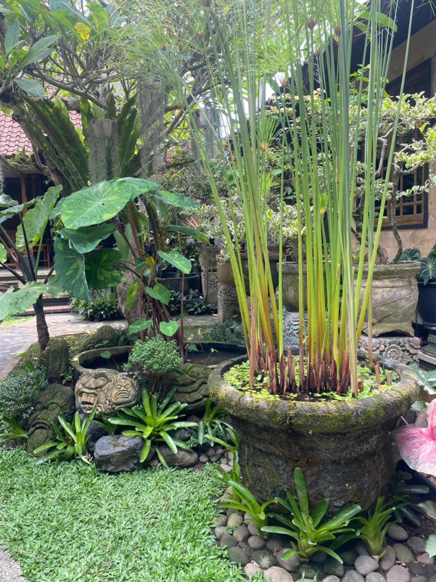 Gus Arditya Homestay أوبود المظهر الخارجي الصورة