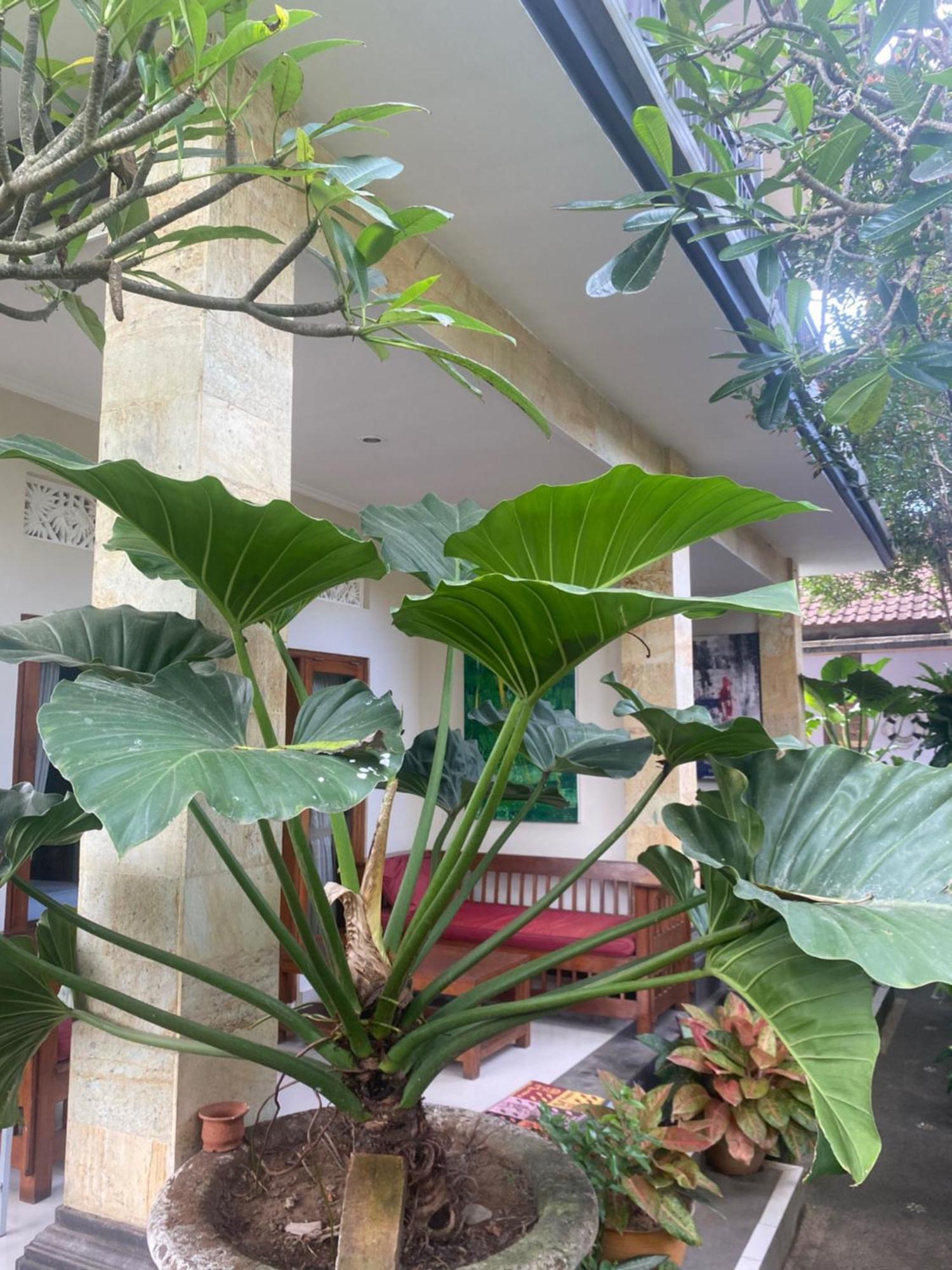 Gus Arditya Homestay أوبود المظهر الخارجي الصورة