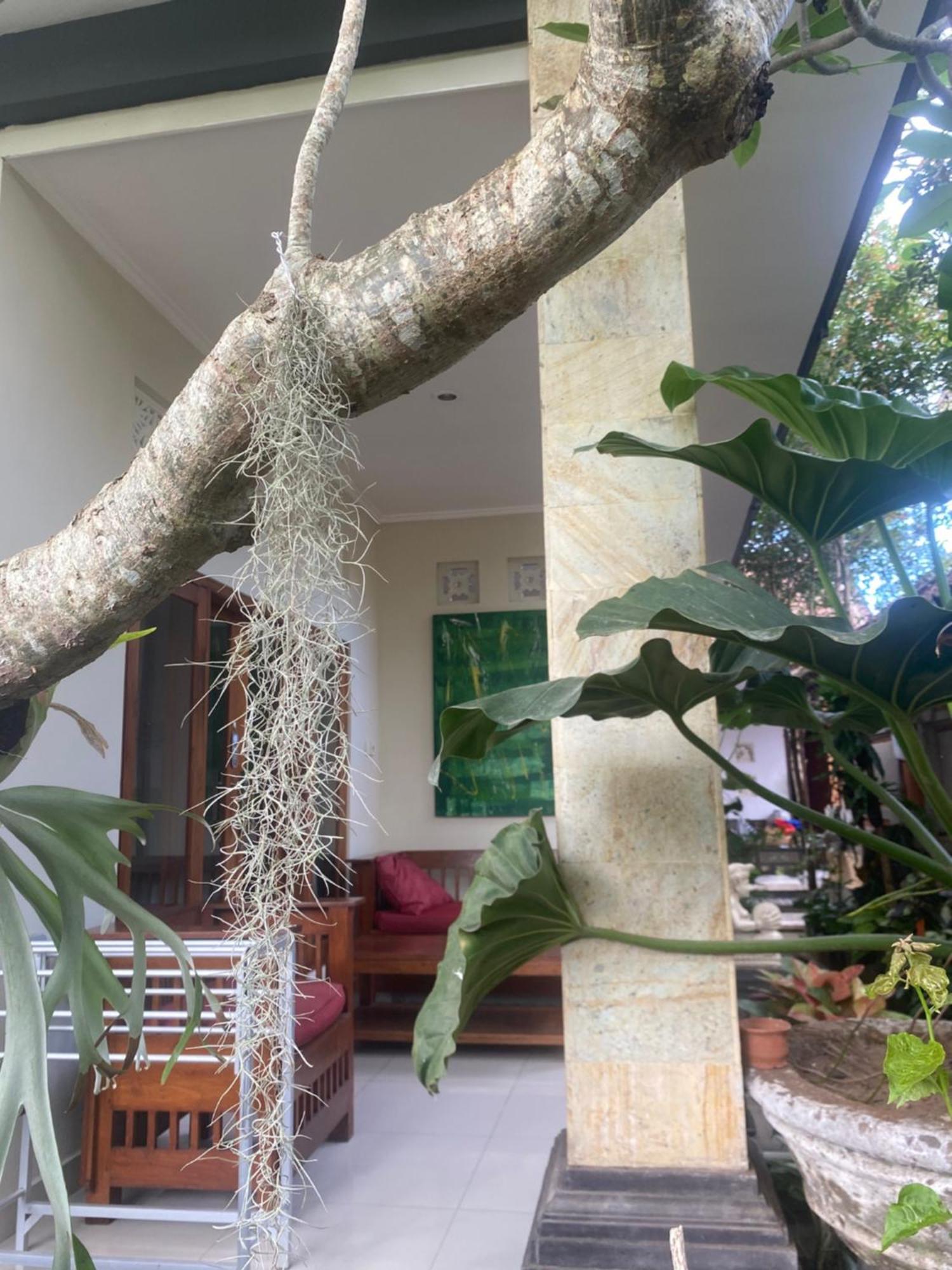 Gus Arditya Homestay أوبود المظهر الخارجي الصورة