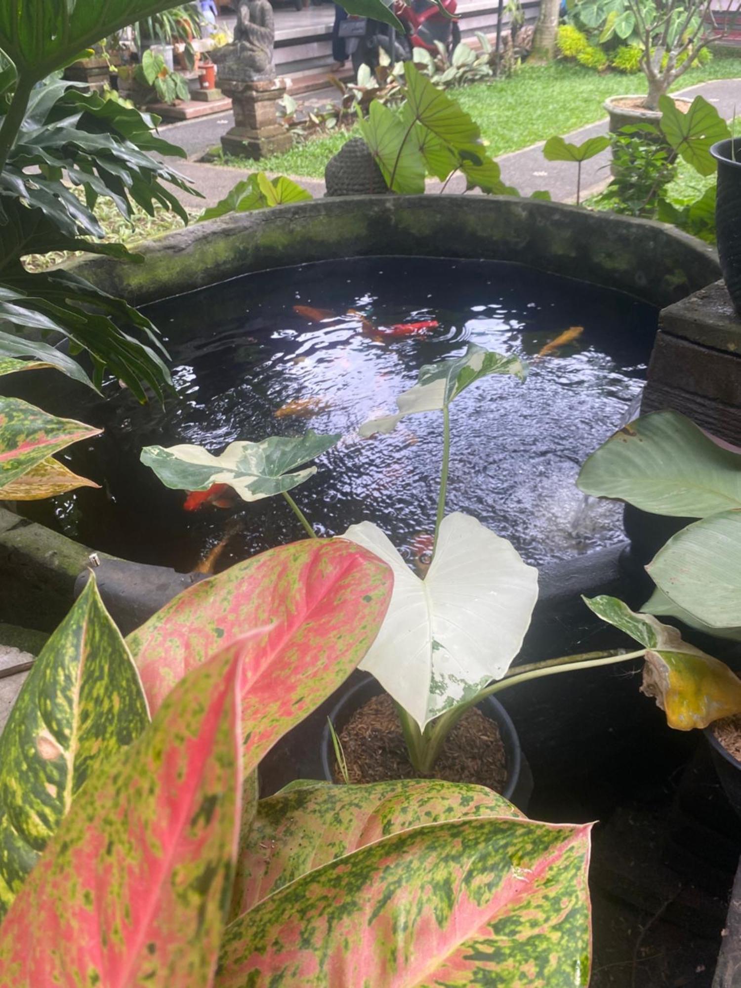 Gus Arditya Homestay أوبود المظهر الخارجي الصورة