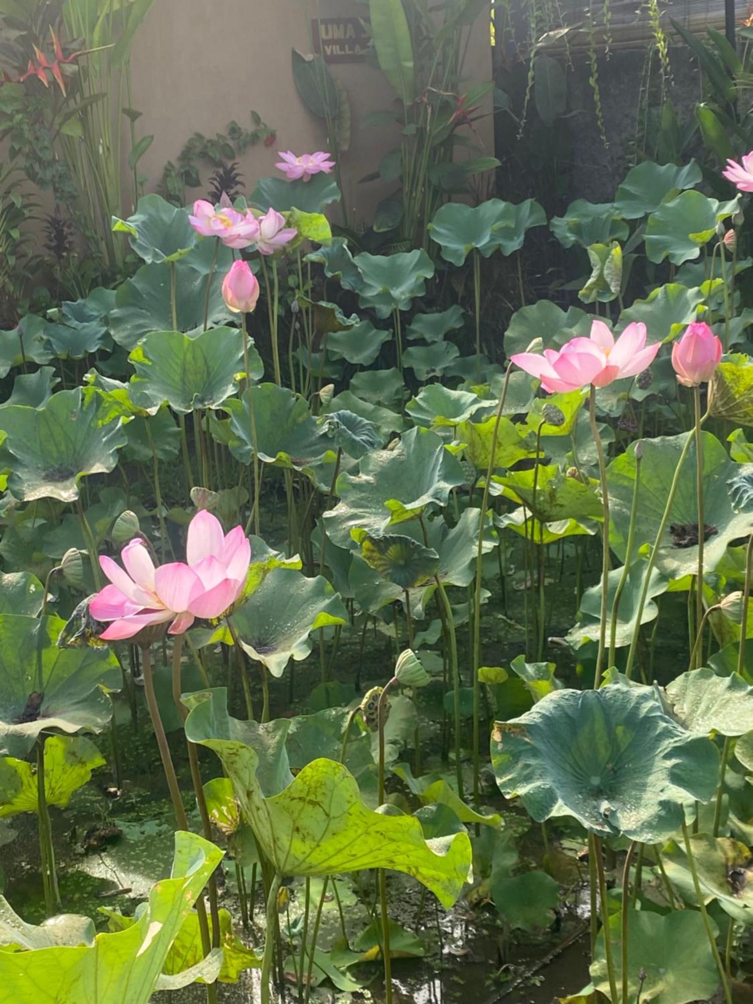 Gus Arditya Homestay أوبود المظهر الخارجي الصورة