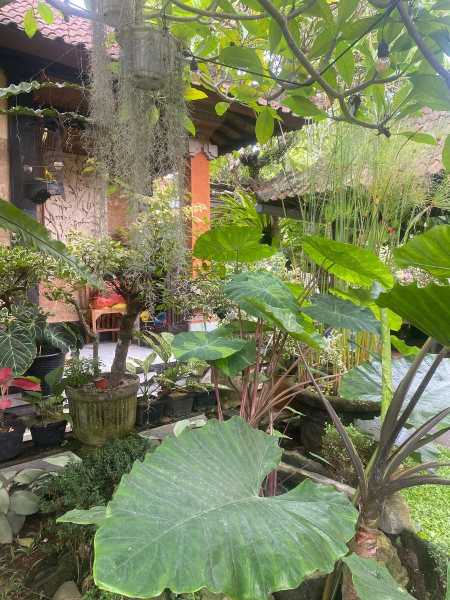 Gus Arditya Homestay أوبود المظهر الخارجي الصورة