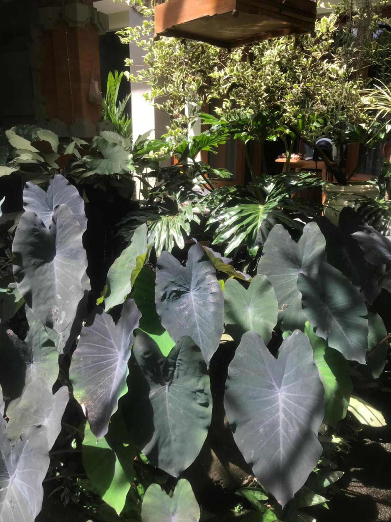 Gus Arditya Homestay أوبود المظهر الخارجي الصورة